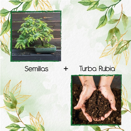 10 Semillas De Bonsái Orejero + Turba De Germinación