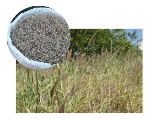 Capim Buffel Grass- 200gr Sementes - Resiste A Secas