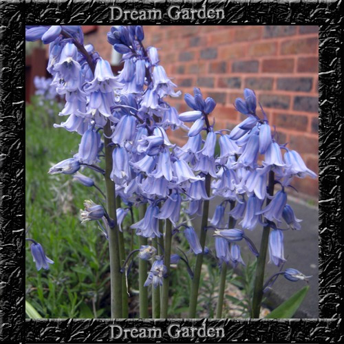 Sino Azul Inglês - Hyacinthoides Sementes Flor P/ Mudas | Parcelamento sem  juros