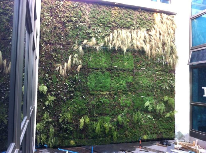 Muro verde Atlas cop