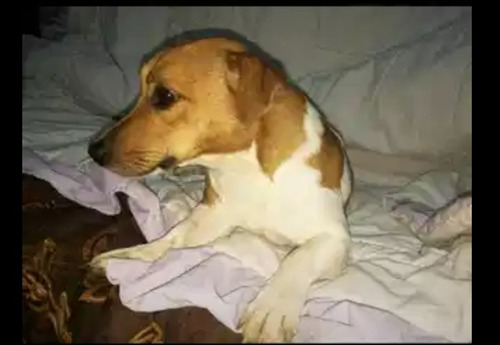 Imagen 2 de 11 de Vendo Padrillo Jack Rusell Pedigri Plata.