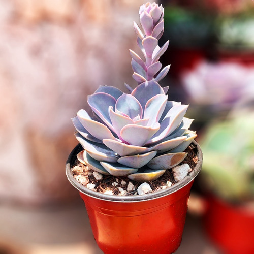 Imagen 4 de 4 de Hermosa Echeveria Grande En Maceta De 6 Pulgadas