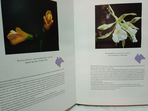 Orquídeas De Chiapas (03a5) (Usado)