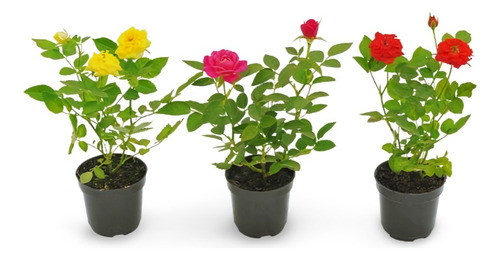 Planta Plantar Una Rosa Cortada