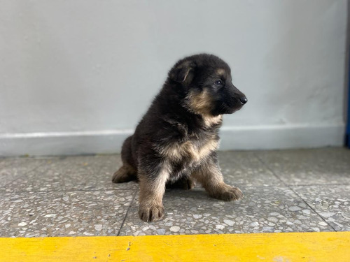 Imagen 2 de 3 de Pastor Aleman Cachorro Mascotas Rionegro Medellín Bogota
