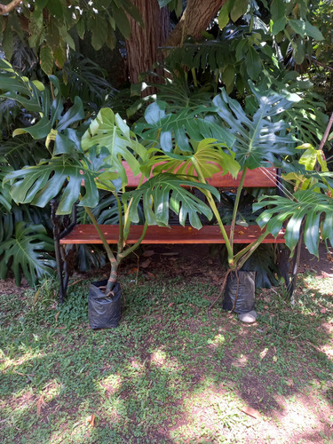 Monstera Deliciosa Grande Altura 1.10mts 4 Hojas