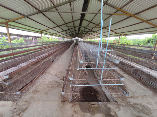 Amplio Terreno Propio En Venta Avicola 10.424 Metros Granja Avicola Con Galpones En Funcionamiento Luz Trifasica Banco Transformadores Oficina Negociable Estef 23-8117