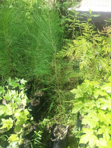 Casuarinas