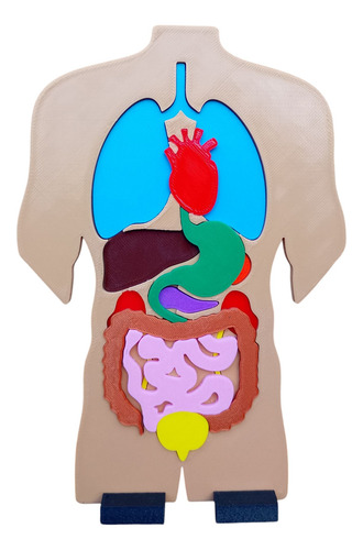 Modelo Educativo Encastrable De Órganos Del Cuerpo Humano 3d