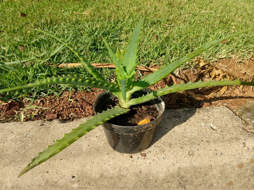 Muda De Babosa Aloe Vera Arborescens P/ Tratamento Medicinal | MercadoLivre