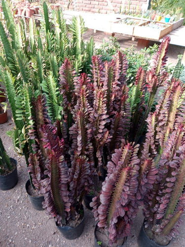 Suculenta Euforbia Africana Verde / Rubra H E R M O S A