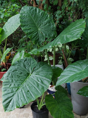 Alocasia Odora - Oreja De Elefante 