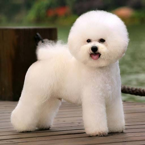Tijeras Premium Estetica Canina Marca Fenice Gama Alta