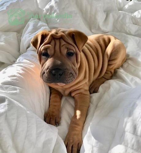 Cachorro Sharpei Leonado 99