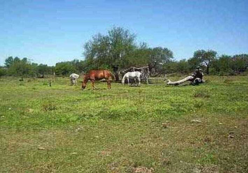 Imagen 2 de 3 de Venta 500 Ha Campo Ganadero En Alejandra