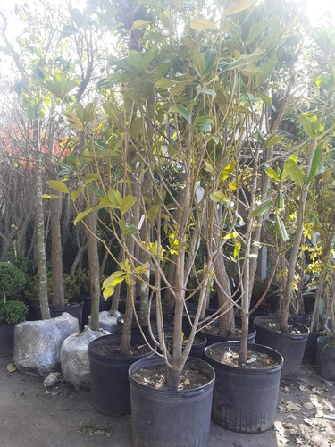 Imagen 4 de 8 de Magnolio, Magnolia. Magnolia Grandiflora Ejemplar (seña)