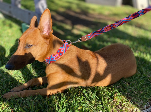 Correa Con Collar Para Perros/bordado A Mano Chiapas/artesan