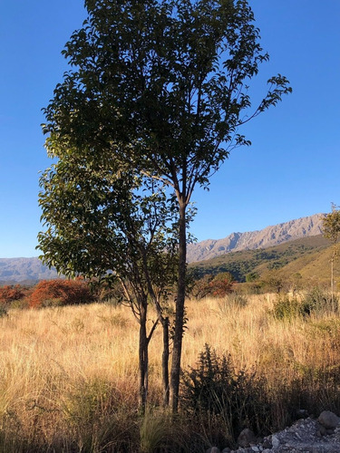 Imagen 5 de 13 de Lote En Barrio Los Olivares De Los Hornillos / Traslasierra Con Escritura