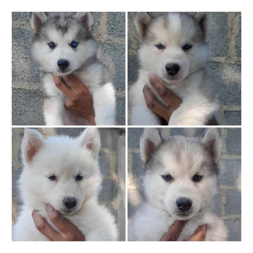 Huskys Siberianos 