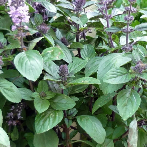 100 Semillas Albahaca Persa Basil Hierbas Finas Autentica