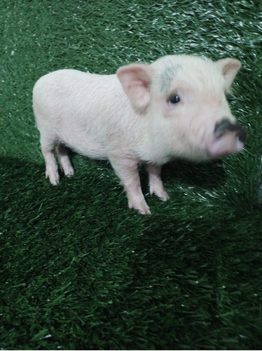 Cerditos Mini Pig