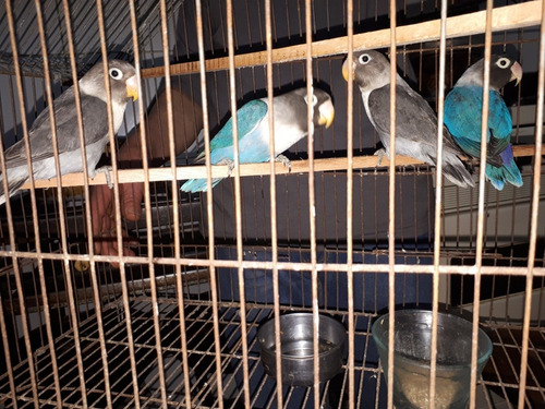 Periquitos Australianos, Cocatil , Agapornis Y Cuyes