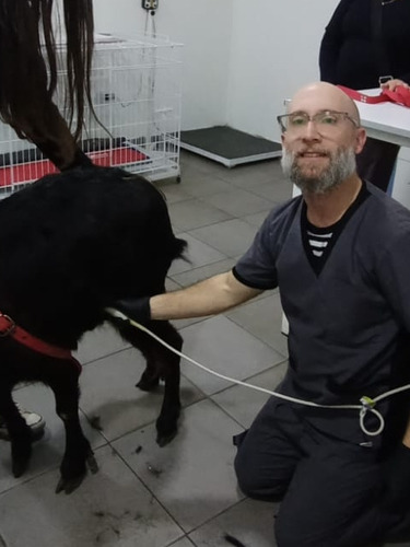 Ecografía Veterinaria A Domicilio Zona Sur Gba