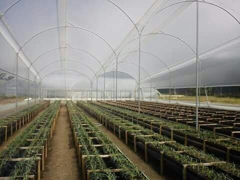 Fertilizante, Insecticida Organizo Puri - L a $5333