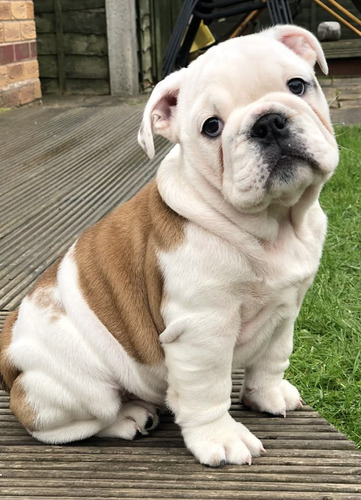 Bulldog Ingles 32 Atigrado