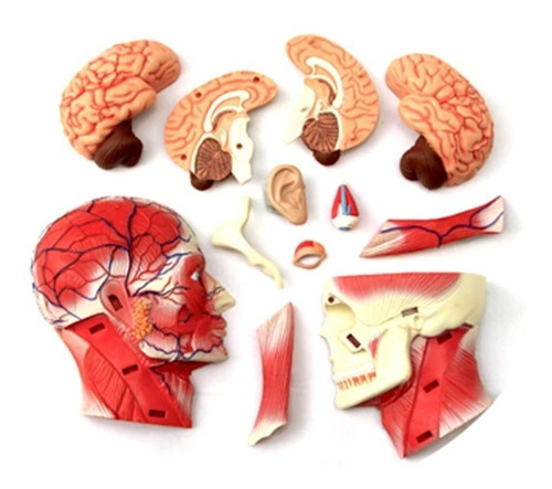 4d Cuerpo Humano Modelo Anatomico Musculo Esqueleto 26058