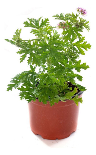 Citronella Ahuyenta Mosquitos ( 5 Plantas )