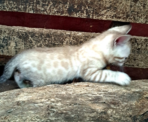 Gatito Bengal- Bengali- Bengal No Siames/exotico/persa