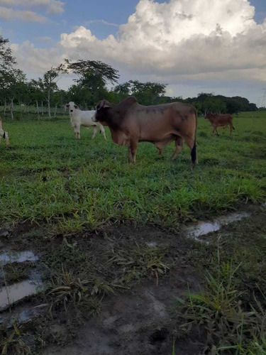 Te Vendo Excelente Finca En Los Llano  De San Pedro De Macor