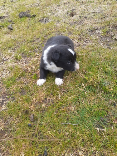 Imagen 3 de 7 de Cachorros Border Collie