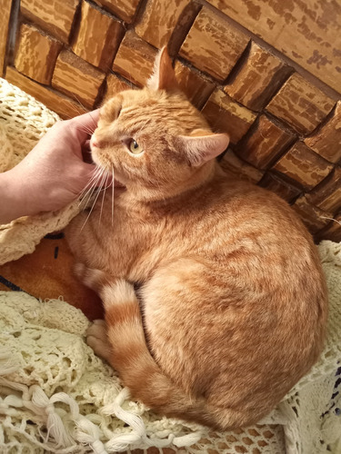 Gatito Macho Anaranjado Garfield