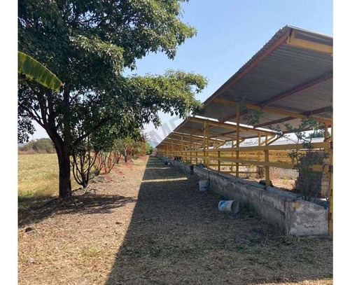 Venta De Increíble Rancho Al Mejor Precio En Tetecala, Morelos,ideal Para Inversionistas Y Ganad...