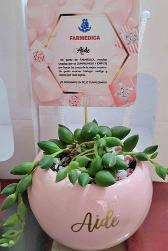 Imagen 8 de 10 de Regalos, Plantas Cactus Suculentas, Matrimonios Bautizo Misa