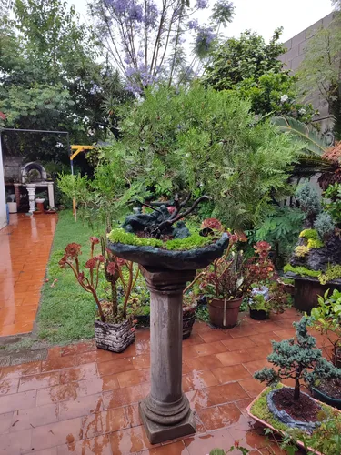 Bonsai Antiguo Pino Cipres. (Usado)
