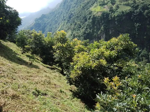 Finca Via Juntas - Ibagué