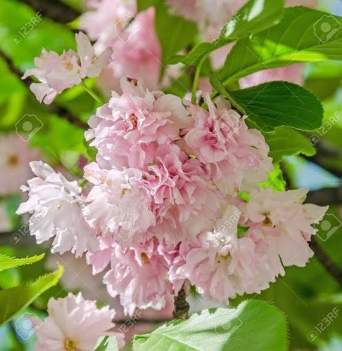 Cerezo Japonés Kwanzan Doble Pétalo Rosa 60cm Aprox Arbolito