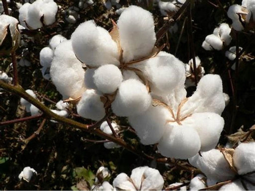 Algodoeiro 100 Gr Ervas Para Chá