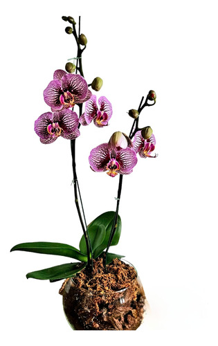 Orquidea Phalaenopsis 2 Varas Mediana Con Maceta De Vidrio 