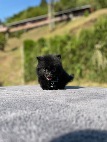 Cachorra Pomeranian Negra Medellin Animal Pets Colombia 