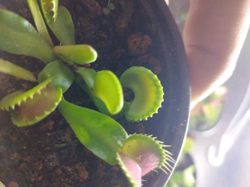 Imagen 2 de 5 de Plantas Carnivoras Venus Atrapamoscas Dioneas
