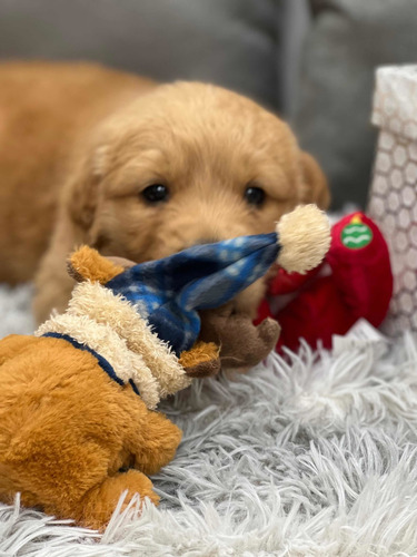 Cachorros Golden Retriever Con Microchip.