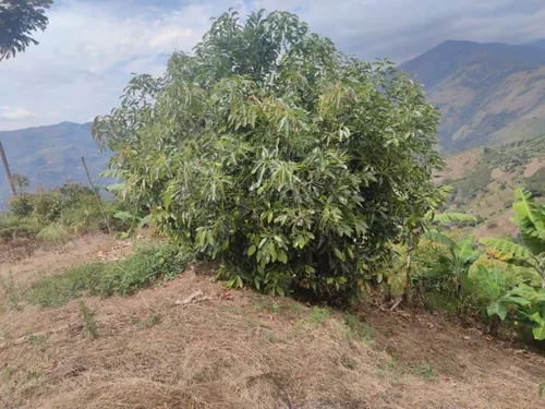Vendo Finca De 45 Hectares O 71 Cuadras Sembradas En Aguacate Hass En Genova Quindio