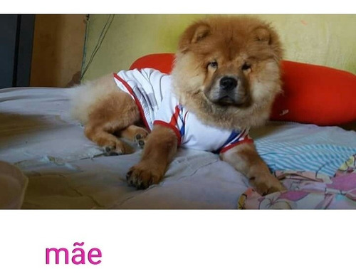 Filhote De Chowchow