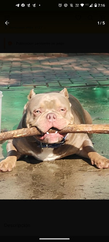 American Bully Pocket ( Macho) Servicio) Consultar