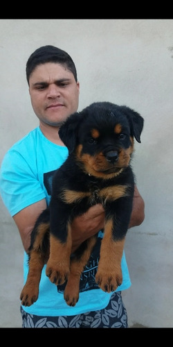 Filhotes De Rottweiler Com Pedigree Cbkc E Microchip