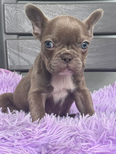 Disponibles Hermosos Cachorritos Bulldog Francés 